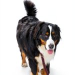 Training Your Own Service Dog: The Complete Guide Series, 3rd Edition-0